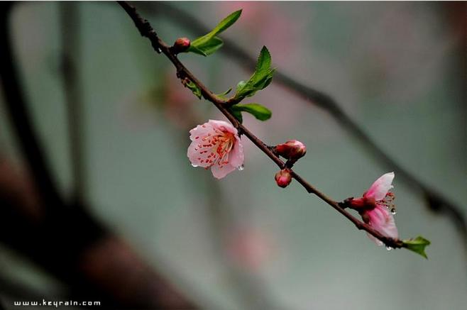 桃花雨简谱_三月桃花雨简谱(2)