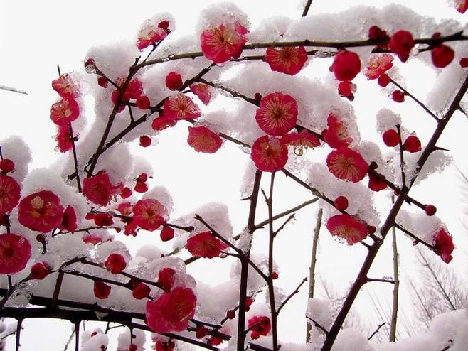 梅花泥土猜成语_泥土卡通图片(2)