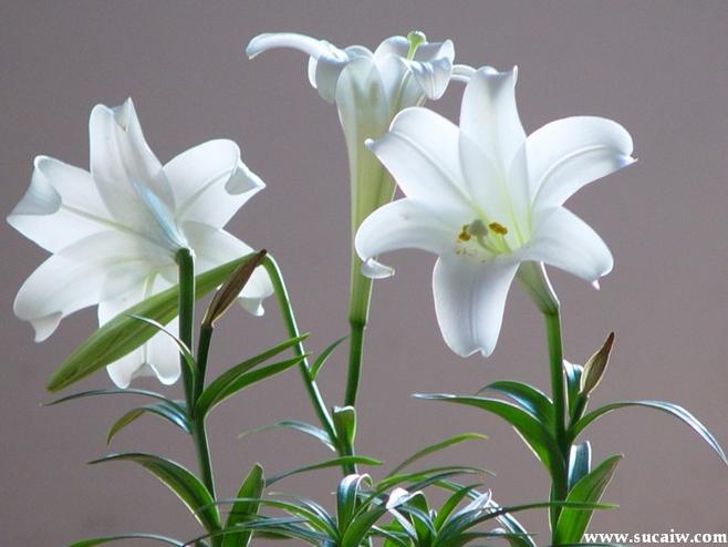 酷我_经典老歌吧_罗大佑的老歌:野百合也有春天