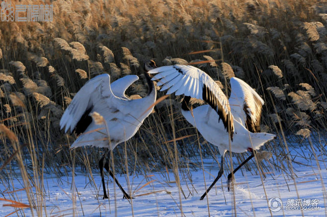 丹顶鹤歌曲_美丽的丹顶鹤歌曲_丹顶鹤歌曲原
