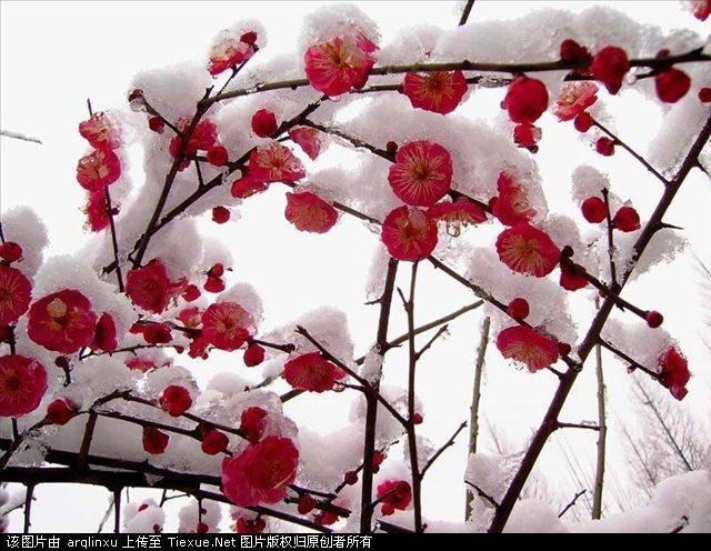 男人走梅花运什么意思 1296449828050.jpg