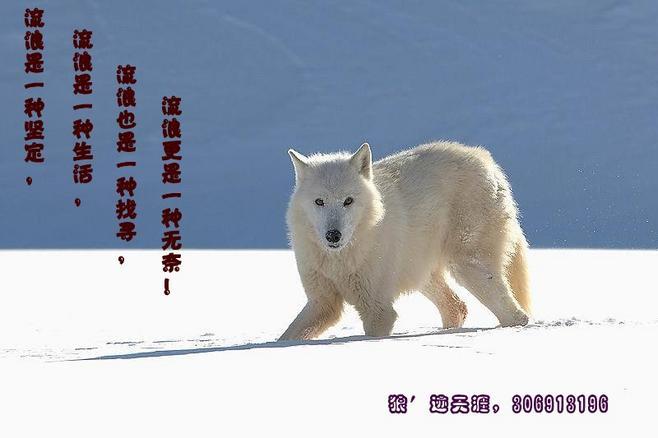 狼壁纸桌面,群狼壁纸,狼壁纸,孤狼啸月高清壁纸桌面 高清图片