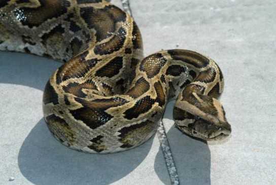 世界上最大的动物蛇 1290944629755.jpg