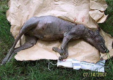 酷我_疯狂贴图吧_巴拿马惊现人形怪物 少年惊