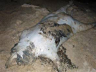 酷我_疯狂贴图吧_巴拿马惊现人形怪物 少年惊