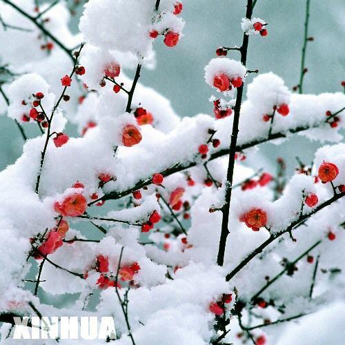 酷我_音乐故事吧吧_寒木春华--梅花梦