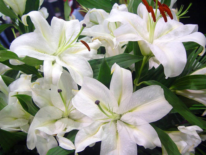 酷我_酷音天下吧_心田上的百合花--林清玄