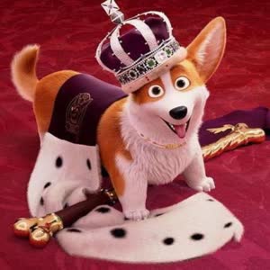 Welsh Corgi
