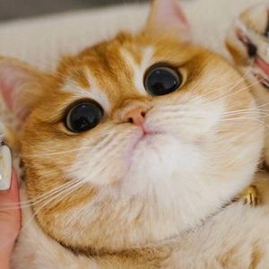 猫蘇