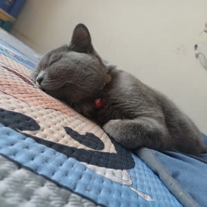 黑曲瓦达猫