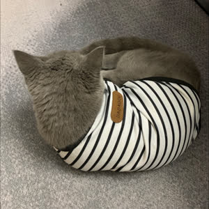 彭聪