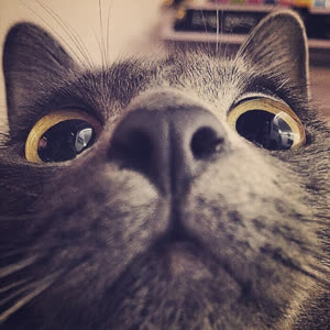 小馋猫er