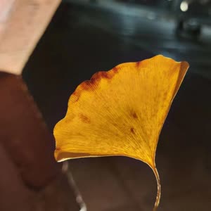 易小云