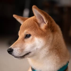 漠寒